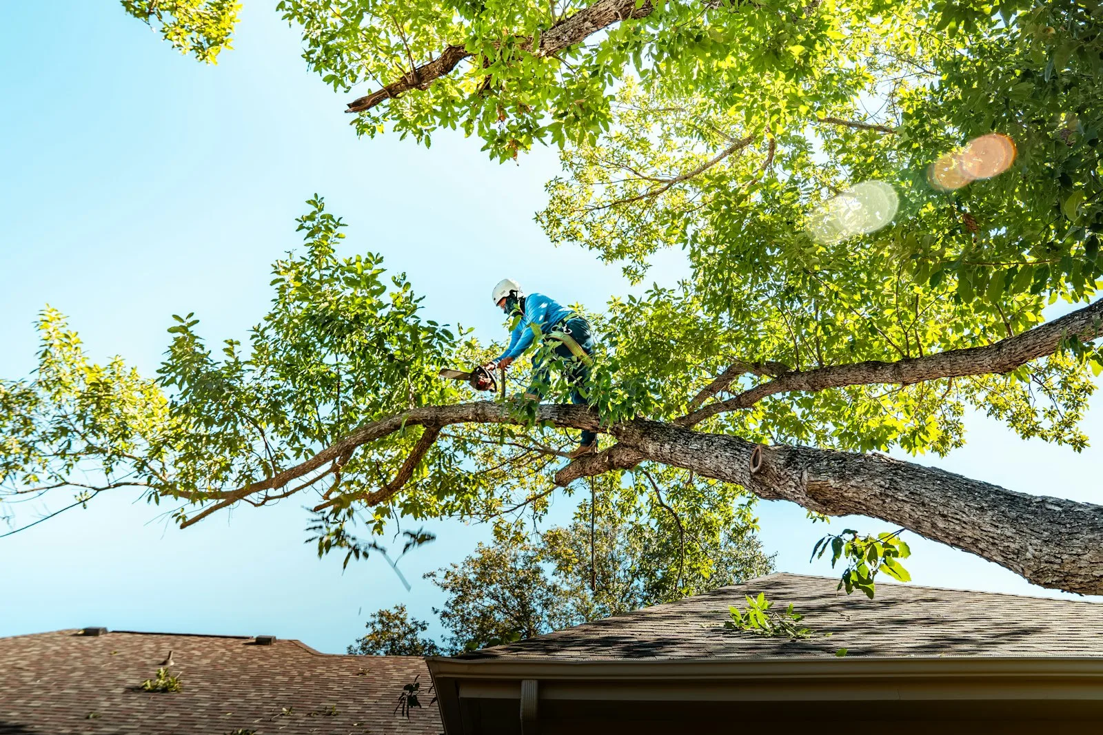 Tree arborist cutting a branch — professional tree service in Charlotte NC