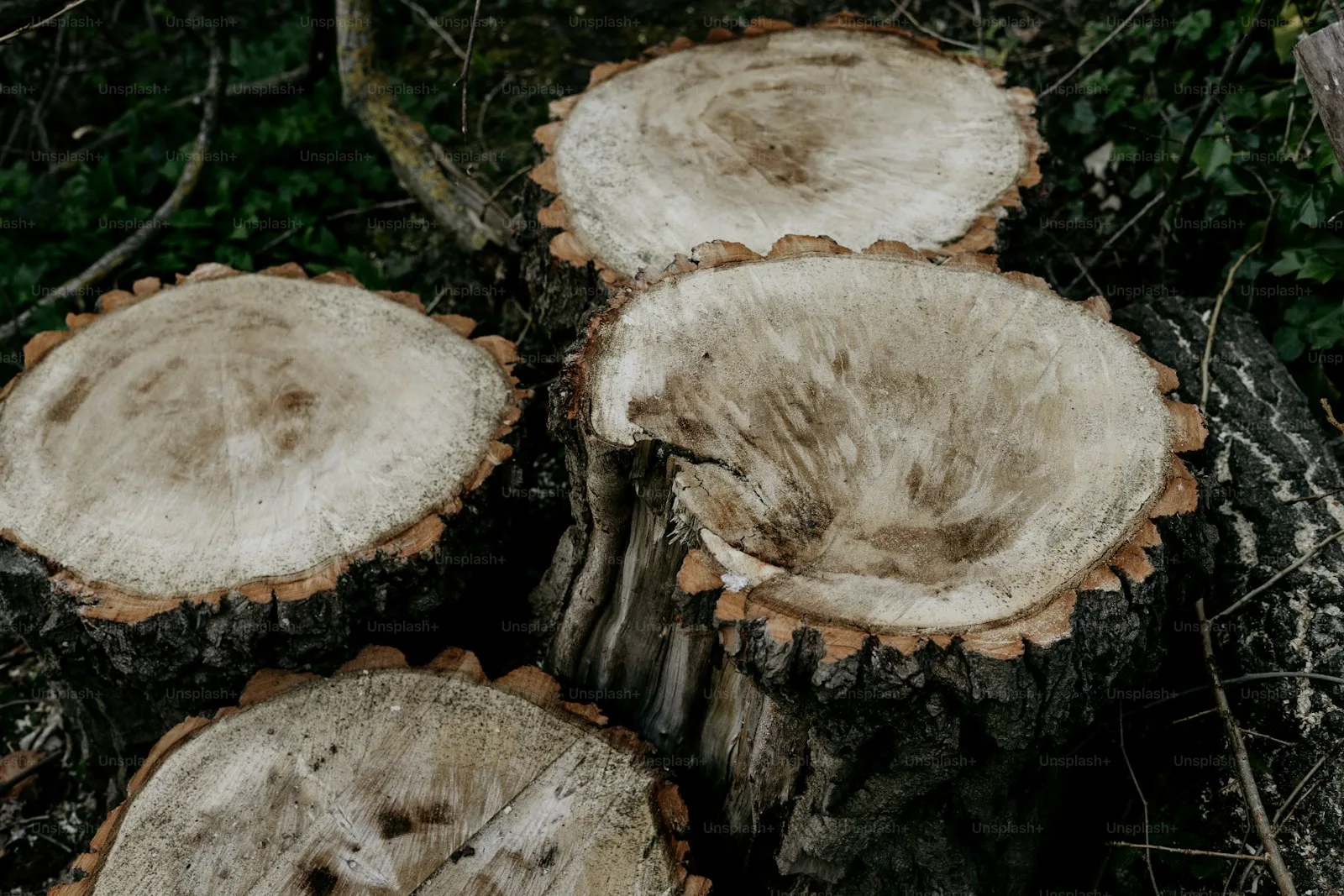 Tree stumps after professional tree removal — clean property