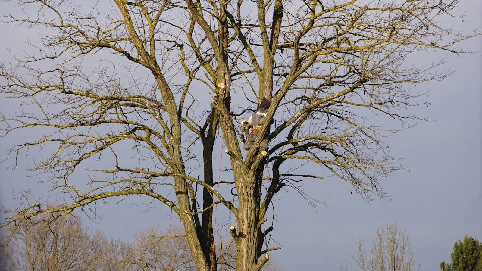 Arborist climbing tree during professional tree trimming service